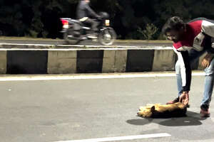 Dog Lying Motionless On Highway Is A Living Miracle