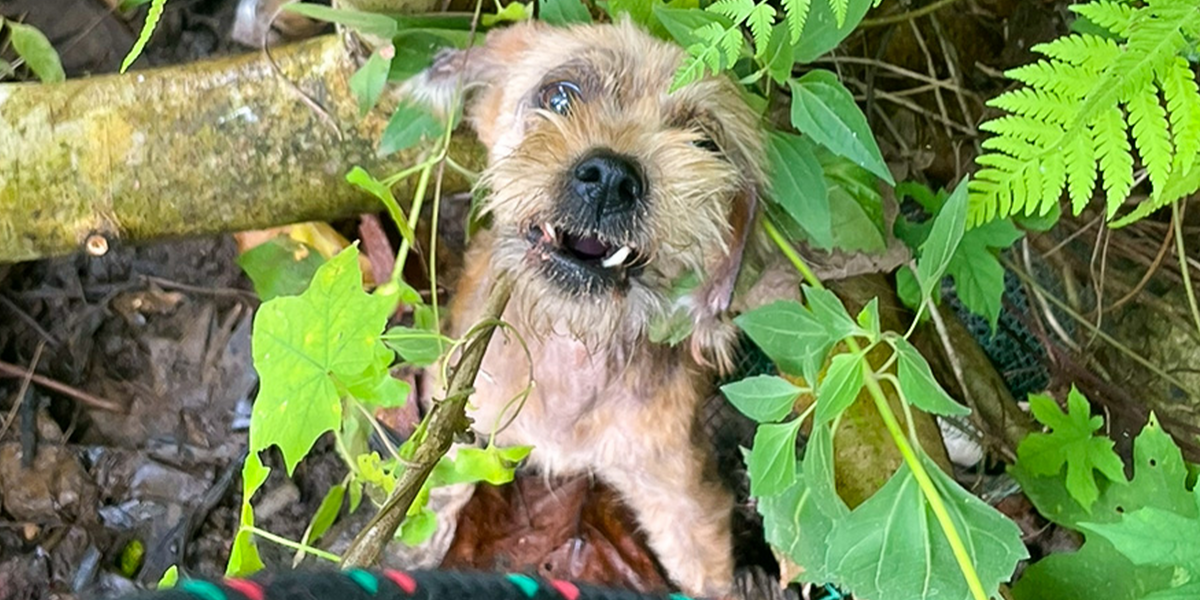 Scared Matted Dog Transforms Into A Fuzzy Teddy Bear Videos The Dodo
