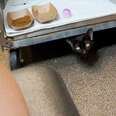 Rescue Cat Paws The Shelter Staff Whenever He Wants Pets