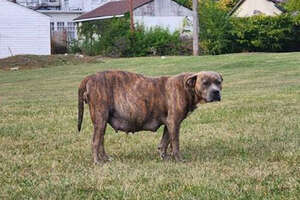 Pregnant Pittie Who Refused To Be Rescued Finally Becomes A Couch Potato