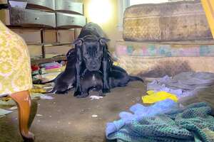 Mama Dog Wouldn’t Let Anyone Near Her Babies Until…
