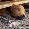Stray Puppy Leads Rescuers To Her Secret Hideout