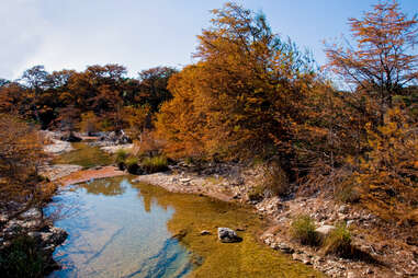 maple trees along river in lost maples state park