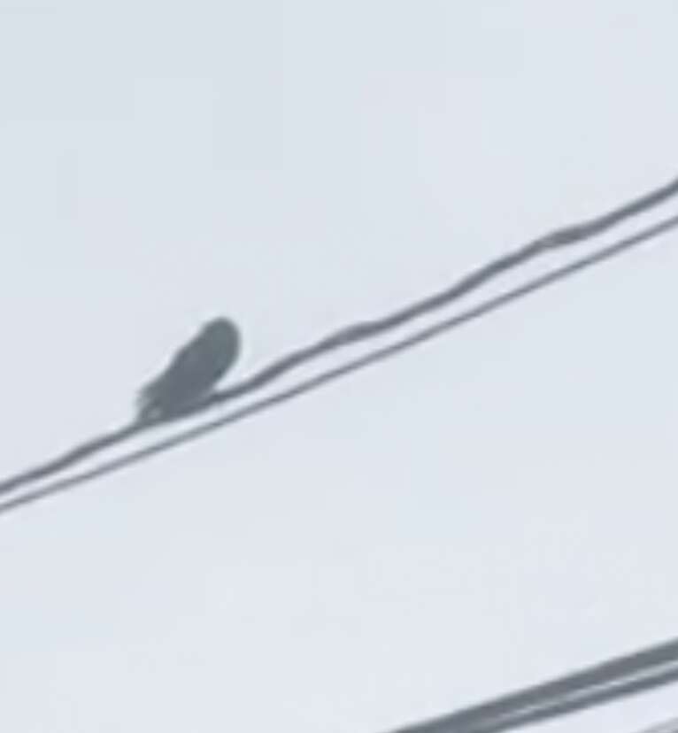 crow