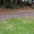 Boy Notices Tiny Lump Near Playground And Ends Up Saving A Life