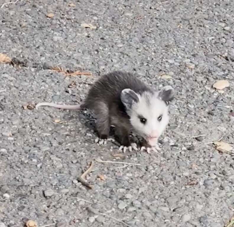 baby possum