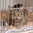 Talkative Shelter Cat Says 'Hello' To Everyone Who Passes By His Kennel