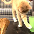 Kitten Brothers Knock Over Every Water Glass In Their House