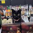 Rescue Cat Lives in Liquor Store