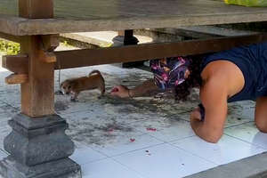 Couple Rescues Two Abandoned Puppies