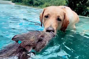 The World's Cutest Interspecies Friendships