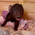 Orphaned Hyena Loves To Wrestle With A Rescue Puppy