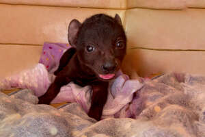 Orphaned Hyena Loves To Wrestle With A Rescue Puppy