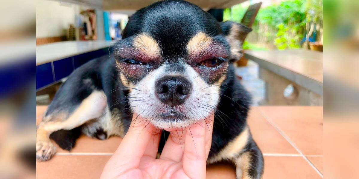 bee sting dog face