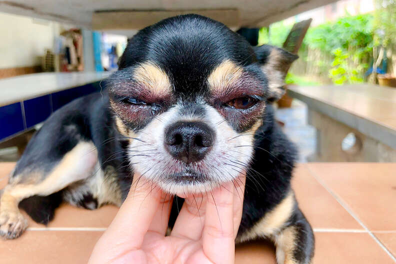 dog stung by bee with swollen eyes