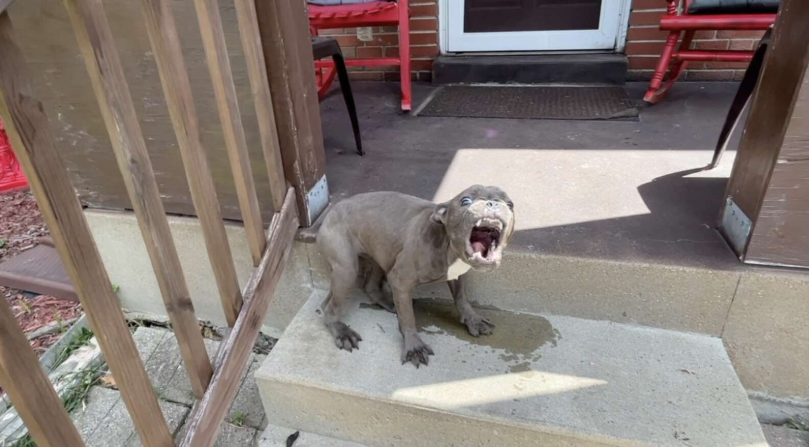 Family Finds A Random Puppy On Their Porch Refusing To Budge - The Dodo