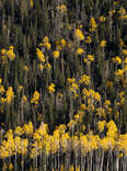 Utah’s Most Vibrant Fall Foliage Is Hiding in a Giant Living Organism