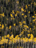 Pando aspen grove