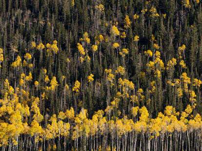 Pando aspen grove