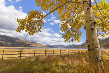 Pando aspen tree