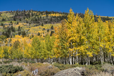 Pando aspen tree