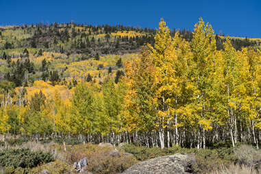 Pando aspen tree