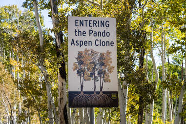 "Entering the Pando Aspen Clone" sign