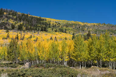 Pando forest