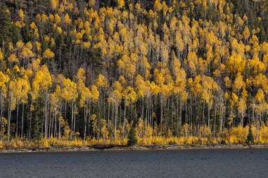 Pando aspen grove in fall