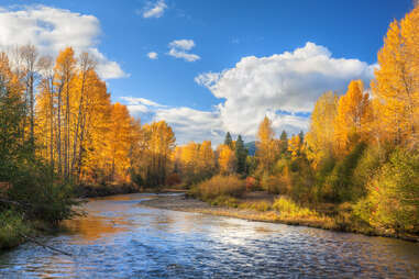 golden trees along snoqualmie river