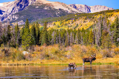 moose wading in sprague lake, rocky mountain national park