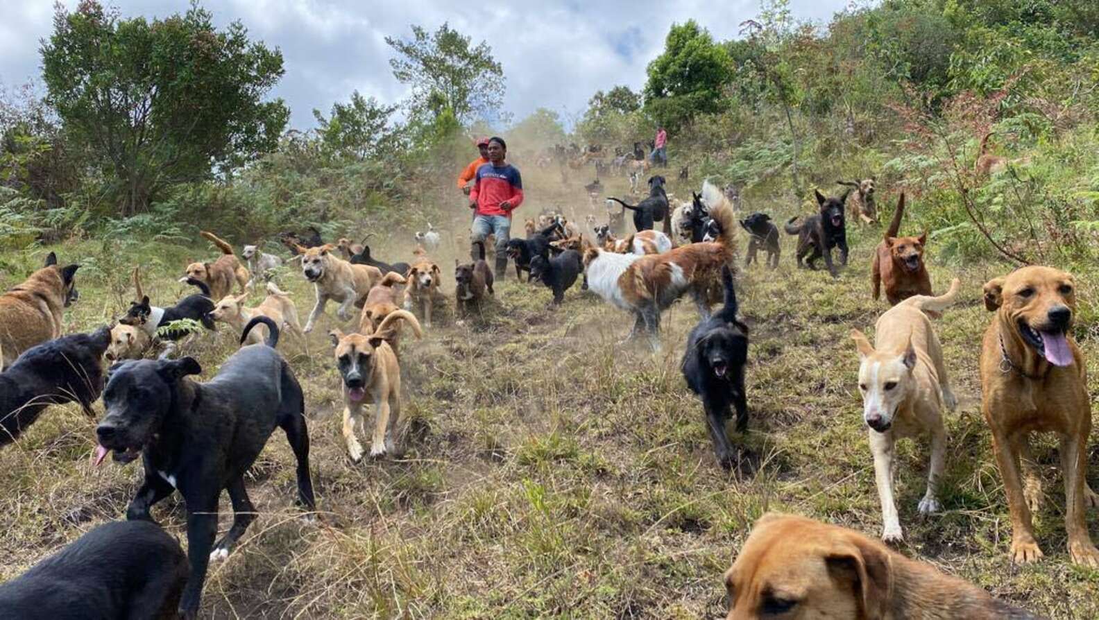 Dog Rescue In Mountains Lets Visitors Hike Around With Hundreds Of Dogs ...