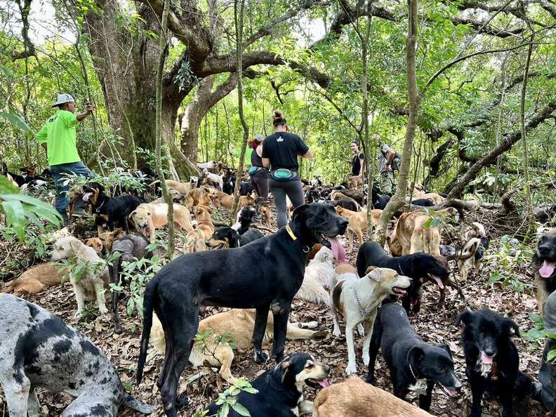 hiking with shelter dogs