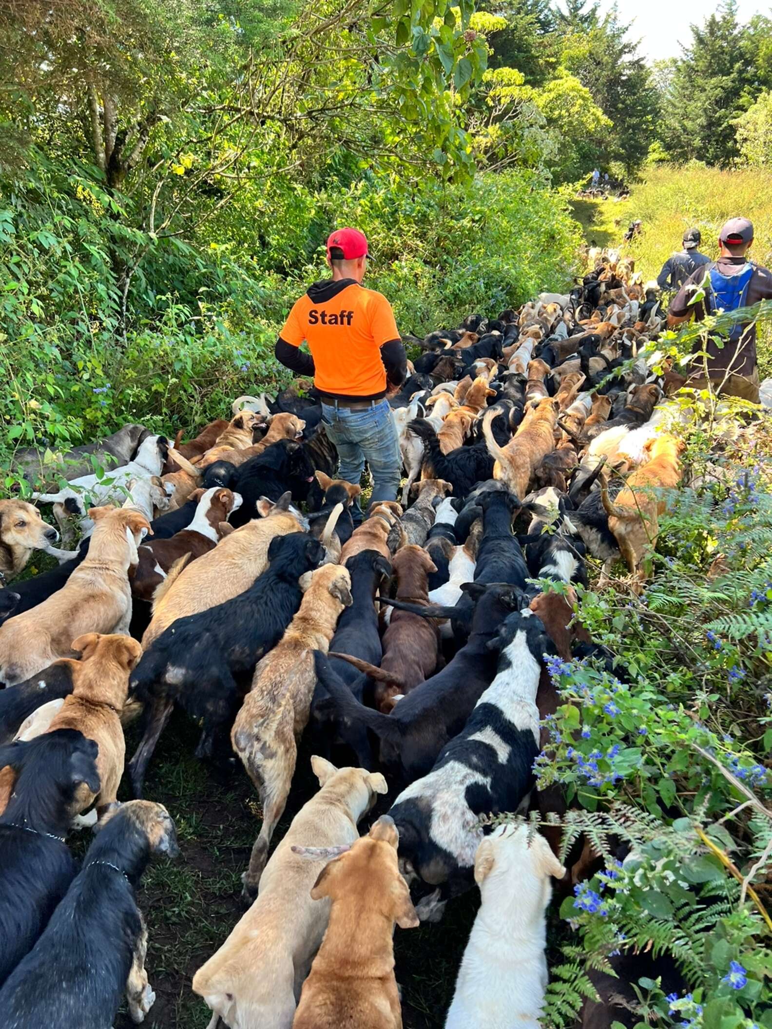 Dog Rescue In Mountains Lets Visitors Hike Around With Hundreds Of Dogs ...