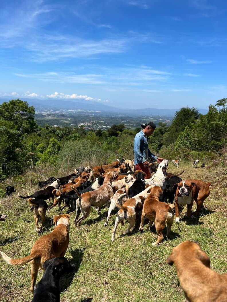 hiking with shelter dogs