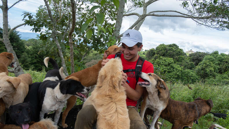 hiking with shelter dogs