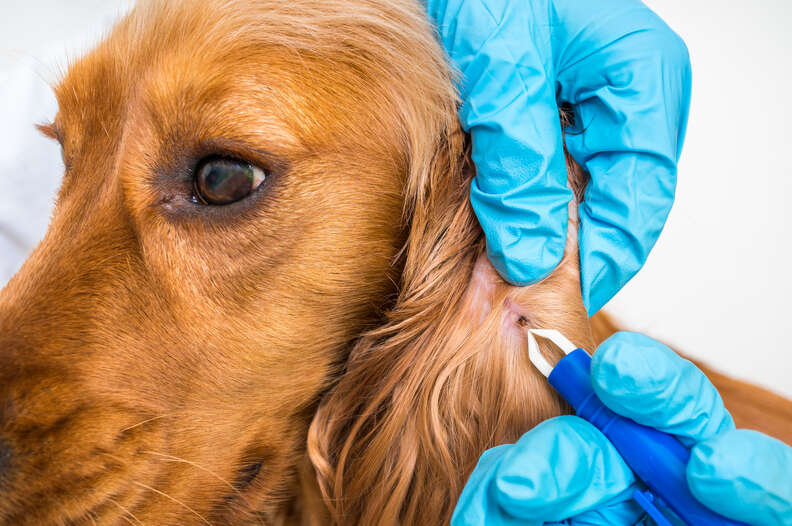 Removing tick from dog's ear