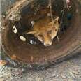 Fox Stuck In Tire Almost Loses Hope That She'll Ever Be Free