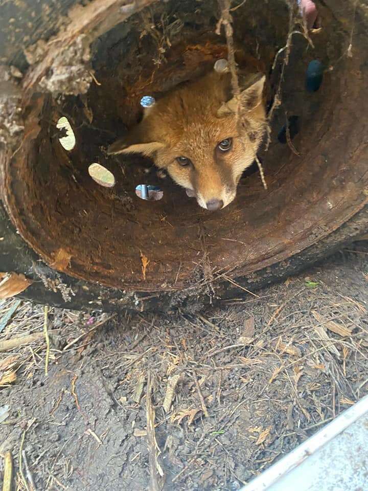 Fox Stuck In Tire Almost Loses Hope That She'll Ever Be Free