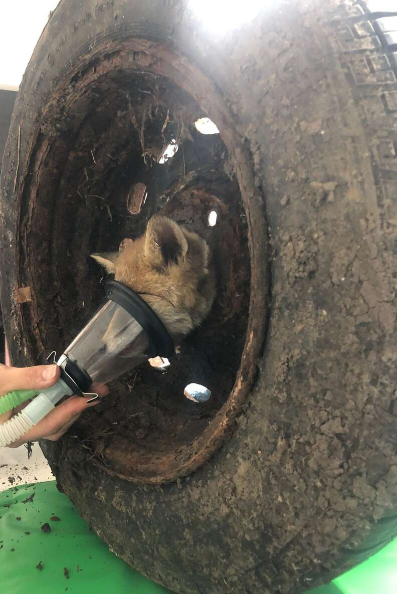 Fox Stuck In Tire Almost Loses Hope That She'll Ever Be Free