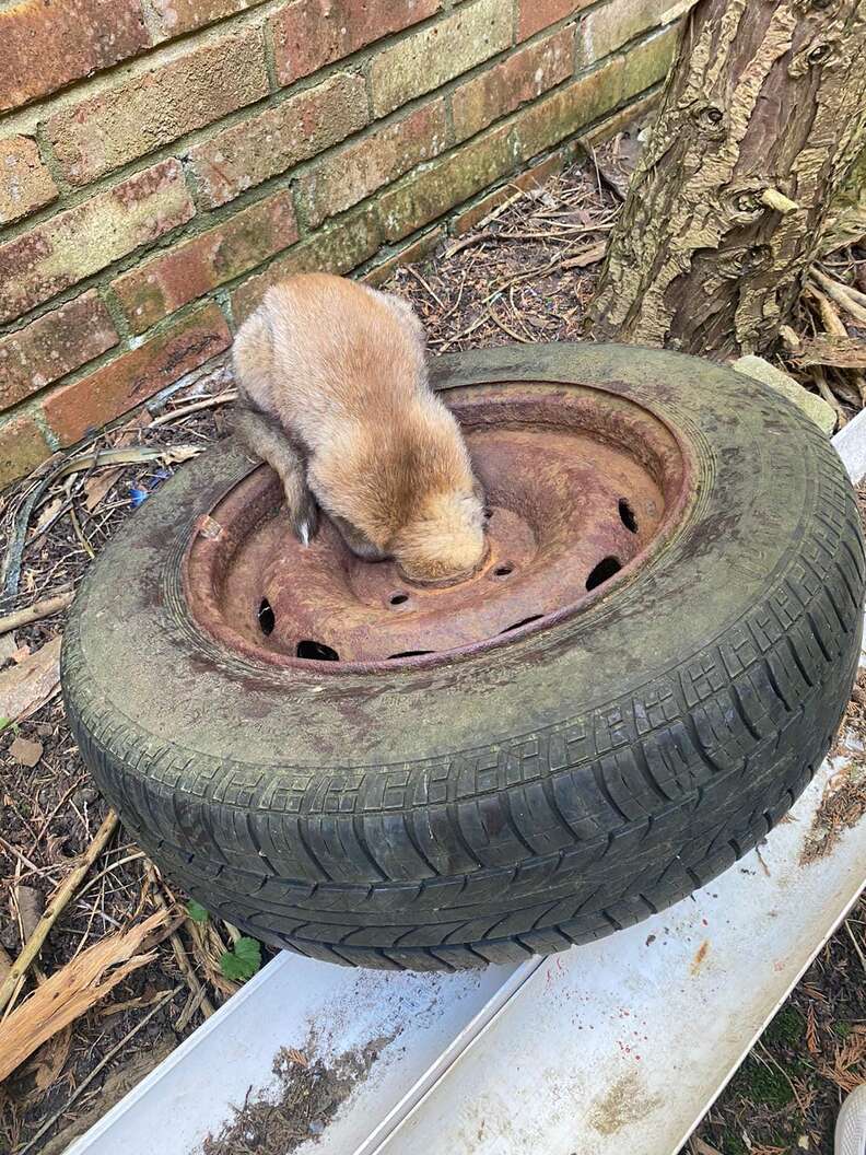 Fox Stuck In Tire Almost Loses Hope That She'll Ever Be Free