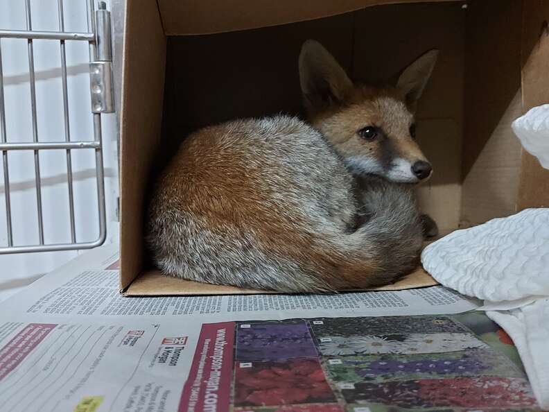 Fox Stuck In Tire Almost Loses Hope That She'll Ever Be Free