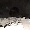 dog buried alive