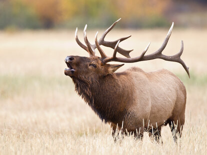 elk
