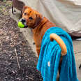 My Anxious Rescue Dog Takes His Favorite Blue Blanket Everywhere He Goes