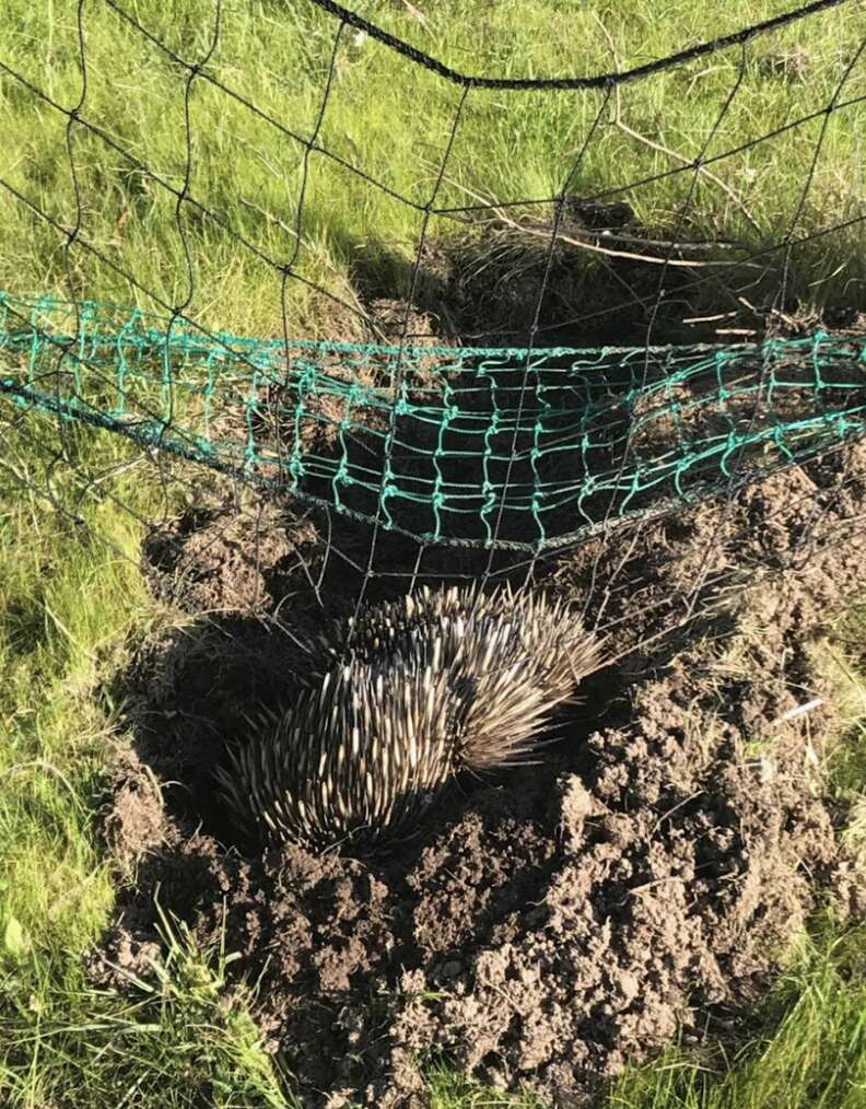 echidna