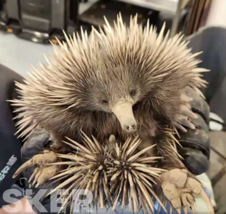 echidna