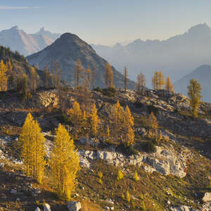 Larch Season Is Upon Us! Here’s Where to See the Golden Trees While You Still Can
