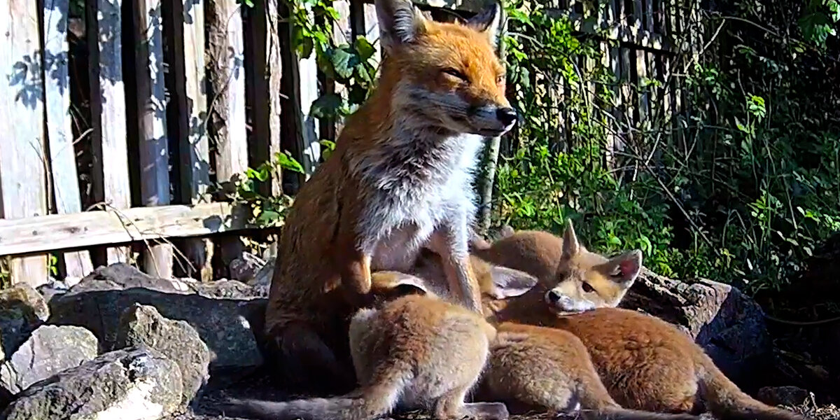 Fox Family Has Surprise Litter - Videos - The Dodo