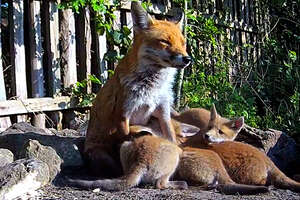 Fox Family Has Surprise Litter